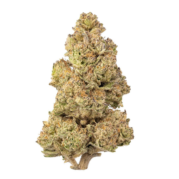 Sativa THCa flower called Zhitz Fire by thisthat, featuring vibrant buds with orange hairs and frosty trichomes.